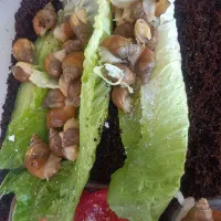 جوجه حلزون ..سرحال تغذیه سالم|خزنده|تهران, صاحب الزمان|دیوار