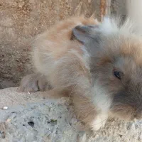 خرگوش|موش و خرگوش|بوشهر, |دیوار