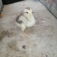 جوجه محلی سالم|حیوانات مزرعه|گتاب, |دیوار