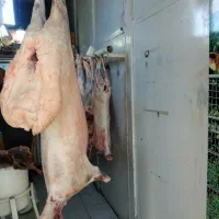 گوسفند وگاوقربانی درج ۱