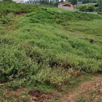 فروش زمین متراژ ۳۵۰ متر پاجی|فروش زمین و ملک کلنگی|فریم, |دیوار