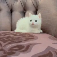 گربه بریتیش بلو و گربه بریتیش سفید