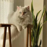 گربه پرشین چشم آبی الماسی