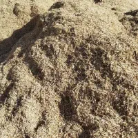 بذر گندم پیشگام