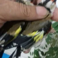 سهره|پرنده|اردبیل, |دیوار