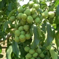 کشت بافت و اصلاح شده|خدمات باغبانی و درختکاری|سیرجان, |دیوار