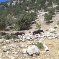 سلام گم شدن درصورت ۴۰ملیون مژدگانی داده میشود|حیوانات|اندیکا, |دیوار