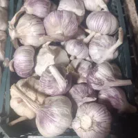 سیر محلی همدان