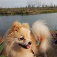 جفت گیری پامر خرسی نر