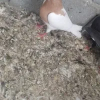 طوقی ماده بدون عیب ایراد