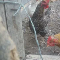مرغ
