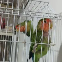 طوطی کوتوله برزیلی