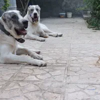 سگ آلابای|سگ|آبعلی, |دیوار