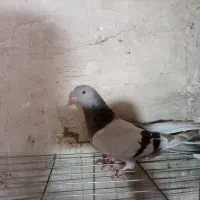 کفتراصفهانی|پرنده|برخوار, |دیوار