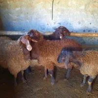 گوسفند چاق|حیوانات مزرعه|اردبیل, |دیوار