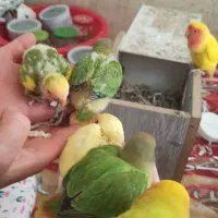 کوتوله برزیلی جفت مولد کاملا دستی همراه ۴ عدد جوجه