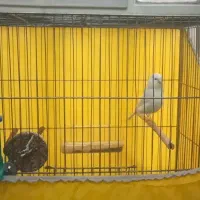 قناری فروش فوری|پرنده|اردکان, |دیوار