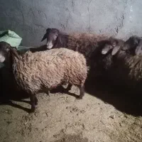 3تا بره چاق کشتاری