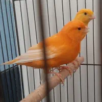 قناری ردفکتور As+رسمی