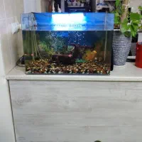 آکواریوم شیشه خم|ماهی|محمدیه-قزوین, |دیوار