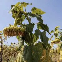 سرکارگر با اکیپی حرفه ای