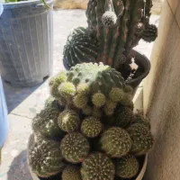 گل طبیعی خونگی|گل و گیاه طبیعی|یاسوج, |دیوار