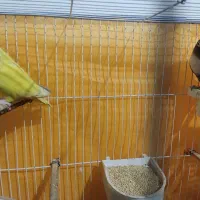 جفت کوتوله خش رنگ