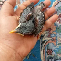 مرغ مینا|پرنده|گرگان, |دیوار