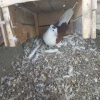 کفتر پشت کاکل شاخ