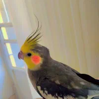 عروس هلندی|پرنده|سنندج, |دیوار