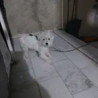 سگ خانگی ماده|سگ|مهاباد (آذربایجان غربی), |دیوار