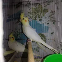 طوطی هلندی لوتینو|پرنده|بابل, |دیوار