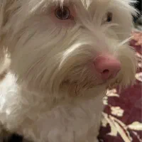 واگذاری سگ شیتزو سفید چشم آبی