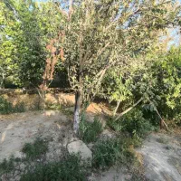 *فروش فوری زمین به متراژ ۴۰۰ متر  در محمدشهر *|فروش زمین و ملک کلنگی|محمدشهر, عباس آباد|دیوار