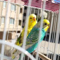 دو تا مرغ عشق رنگین کمانی و ۱ انگلیسی|پرنده|ایلام, |دیوار