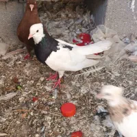 ۲۰ تا کبوتر ۲ملیون