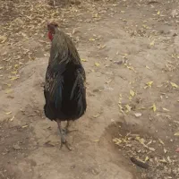 خروس وجوجه خروس مامونیه|حیوانات مزرعه|ساوه, |دیوار