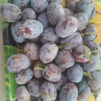 آلو بخارا خورشتی قرمز