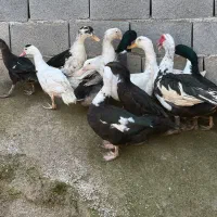 فروش اردک محلی و خارجی