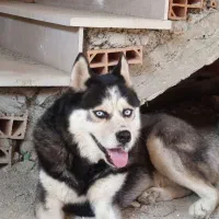 سگ هاسکی من گم شده