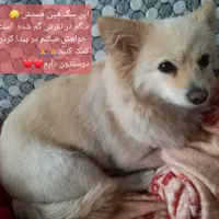 سگ گمشده|سگ|تهران, المهدی|دیوار