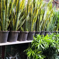 رسیدگی گل آپارتمانی ویزیتورتعویض خاک گلدان و باغچه|خدمات باغبانی و درختکاری|تهران, گیشا|دیوار