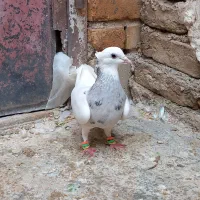 طوقی بید مشکی|پرنده|سنقر, |دیوار