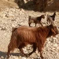 پازن ترکی|حیوانات مزرعه|دشمن زیاری, |دیوار