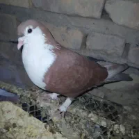 کبوتر طوقی ماده و ریش سرخ نر گم کردم فروشی میخام