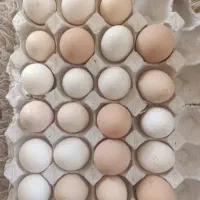 تخم مرغ محلی نطفه دار