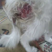 سگ پامرانین روباهی خرسی گمشده|سگ|اصفهان, بهاران|دیوار