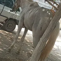 اسب