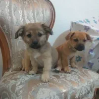 سه تا توله پا کوتاه نژاد شیپر ۷۴ روزه