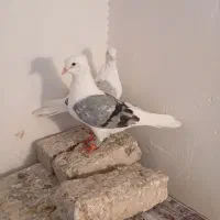 کفترتکی وجفتی|پرنده|سبزوار, فرهنگیان|دیوار